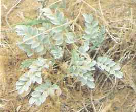 Vetch - horse killer