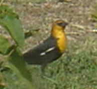 Yellow-headed Blackbird