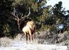 Majestic elk bull