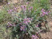 Picture taken April 30th