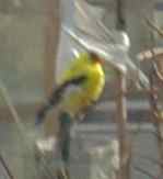 American Goldfinch (Wild Canary)