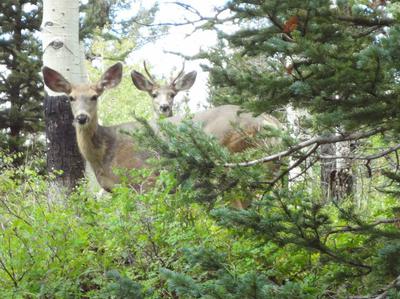 Deer hiding on the Pinyon Mesa