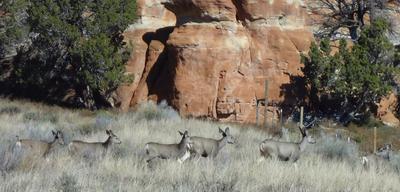 Mule Deer